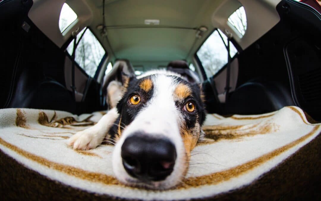 Jaka mata dla psa do samochodu, czyli co zrobić by pies nie pobrudził nam siedzeń?