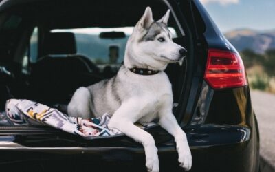 Jak przewozić psa w samochodzie, czyli o czym należy pamiętać transportując psa?