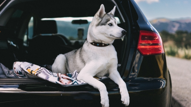Jak przewozić psa w samochodzie, czyli o czym należy pamiętać transportując psa?