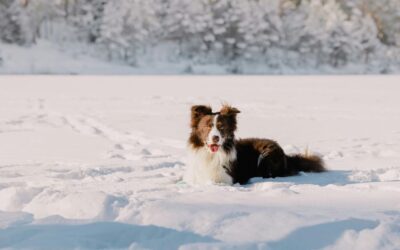Dlaczego psy kochają śnieg? Zimowe zabawy i ciepłe legowiska dla psa