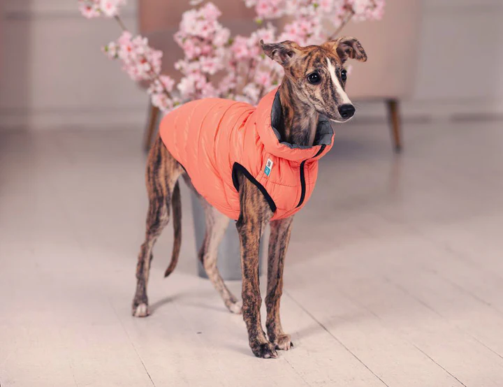 Zimowa kurta dla psa – lekka, dwustronna | Premium - obrazek 4