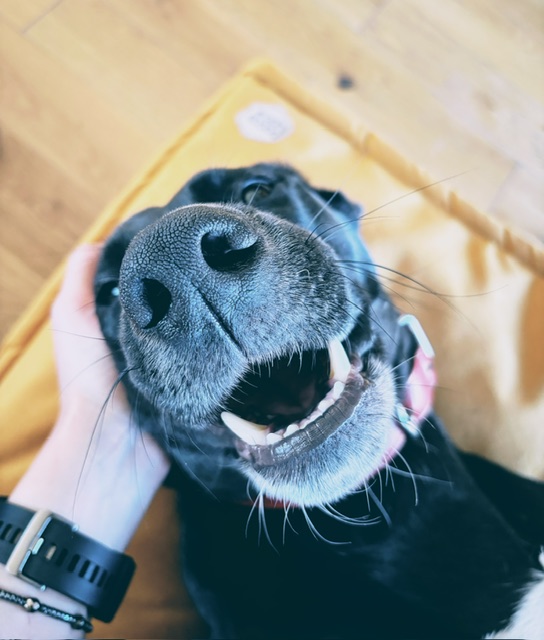 Flavia labrastaffka uśmiecha się szeroko - czy psy naprawdę się uśmiechają?