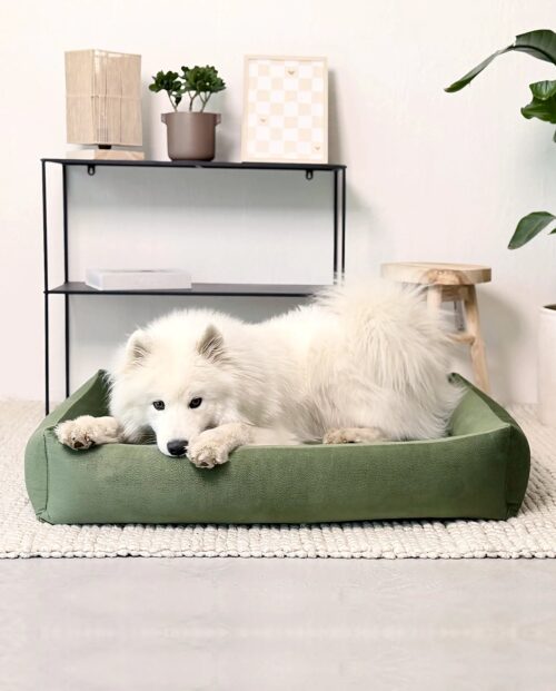 Samojed na zielonym legowisku ortopedycznym dla psa Riposo